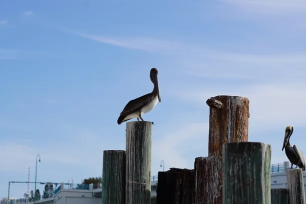 Pelican perched on wooden post by water under a blue sky.