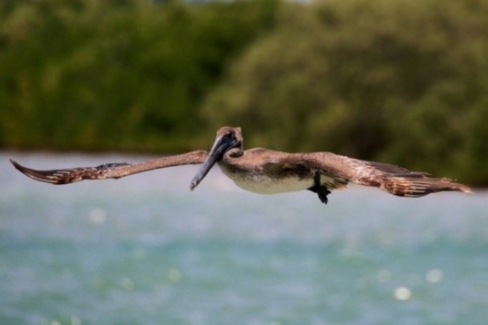 a bird flying over a body of water