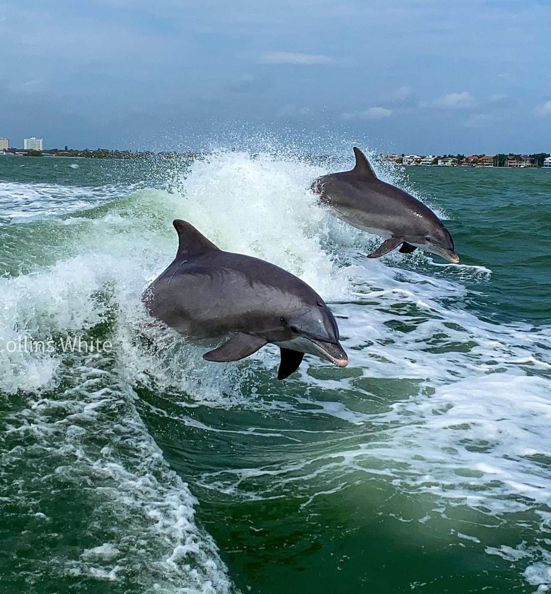 Dolphin Racer Adventure | Starlite Cruises