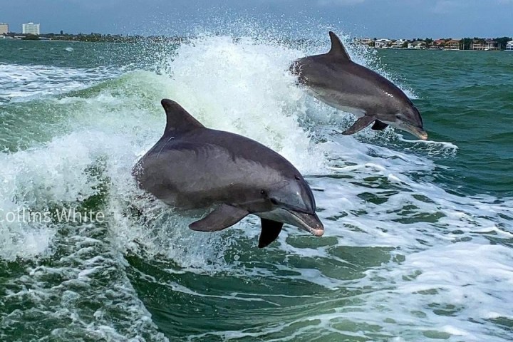 a bird swimming in water next to the ocean