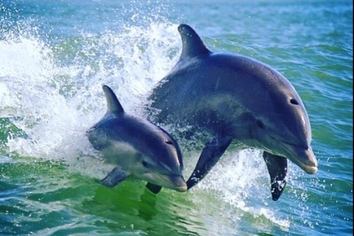 a dolphin jumping out of the water