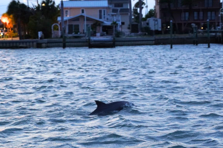Dolphin swimming in choppy water near houses at dusk.