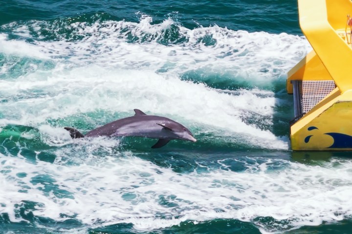 Dolphin leaping near a yellow boat in the ocean waves.
