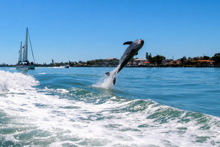 Dolphin jumping out of water near a sailing boat on a sunny day.