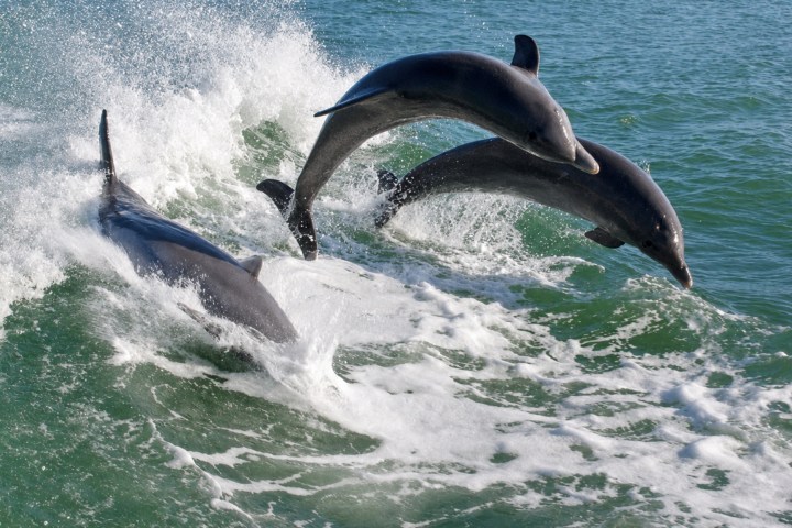 Three dolphins jumping through ocean waves.