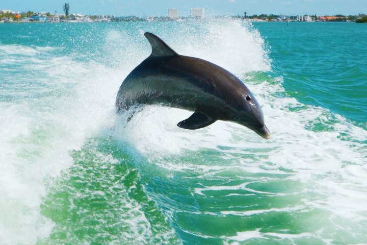 Dolphin jumping out of turquoise ocean water with a city skyline in the background.