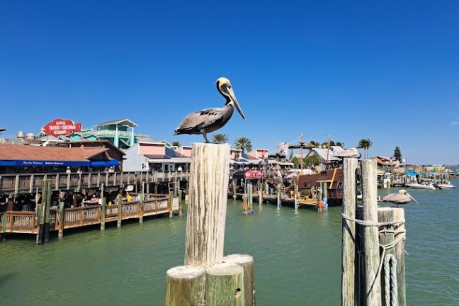 Pelican on a post by water, colorful buildings in background under clear blue sky.