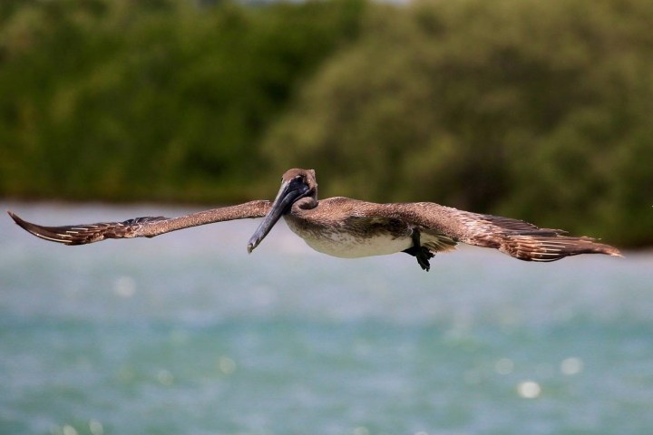 Pelican soaring above water with wings spread, green foliage background.