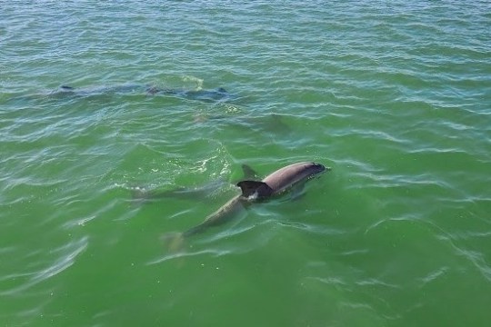 Two dolphins swimming in clear green water.