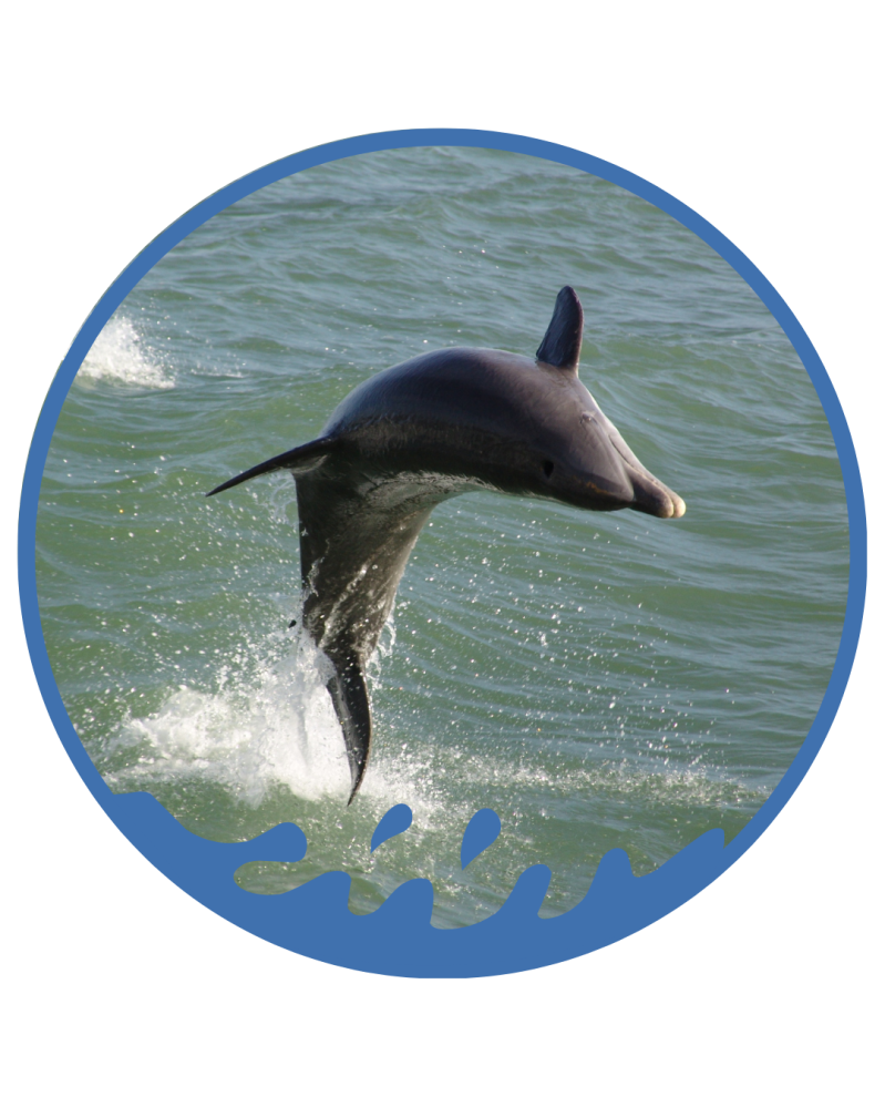 Dolphin leaping out of the water inside a blue circular frame.