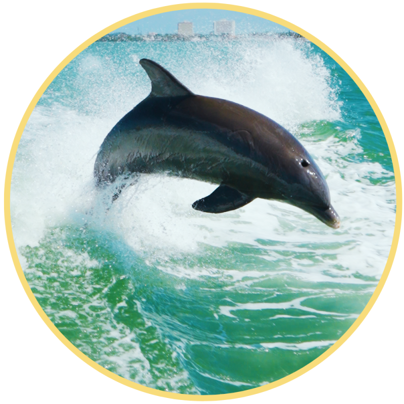 Dolphin leaping out of the ocean with buildings in the distant background.